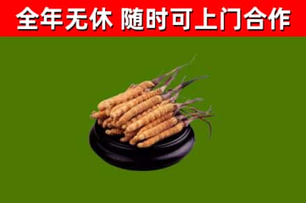 宕昌县烟酒回收冬虫夏草.jpg
