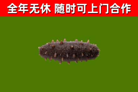 宕昌县烟酒回收干海参.jpg